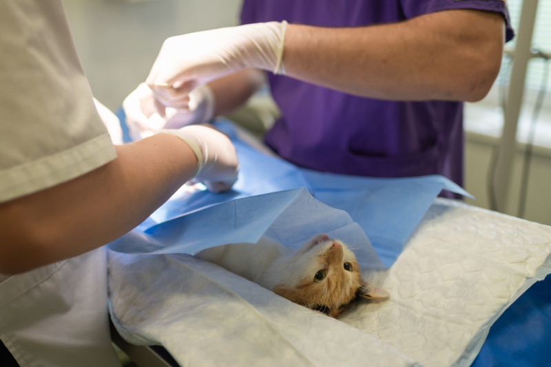 veterinaire-NANS LES PINS-min_health-4385852